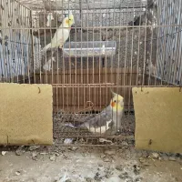 عروس هلندی