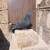 کبوتر ساعت سنگین به ضمانت .