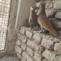 کبوتر فروشی