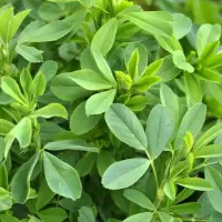 یونجه بریده شده و تمیز آماده بار زدن لب جاده اصلی