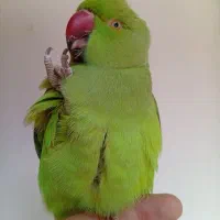 طوطی ملنگو