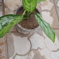 فروش گل خانگی|گل و گیاه طبیعی|میاندوآب, |دیوار