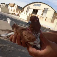 کفتر یه جایی|پرنده|قم, سراجه (۱۵ خرداد)|دیوار