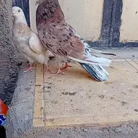 کبوتر تهرانی|پرنده|نیشابور, ابراهیم ادهم|دیوار