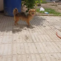 فروش سگ پاکوتاه