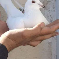 کبوتر پلاکی سفید از  نسل شامی