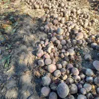 چغندر لبو|خوردنی و آشامیدنی|ارشق, |دیوار