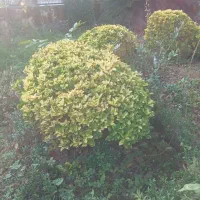 شمشاد طلایی