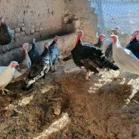 بوقلمون|حیوانات مزرعه|دشتابی, |دیوار