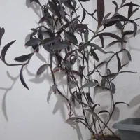 گل خانگی|گل و گیاه طبیعی|سهند, |دیوار