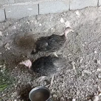 بوقلمون