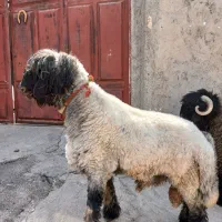 بره قوچی
