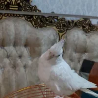 عروس هلندی آلبینو دستی|پرنده|شادگان, |دیوار