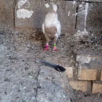 کبوتر رنگی|پرنده|امیدیه, |دیوار