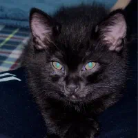 فوری|گربه|گرگان, |دیوار