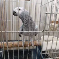 کاسکو رام دستی باهوش پرکلام