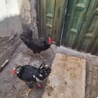 ۴ عدد جوجه برهما دونه ای ۱ تومن