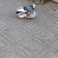 کبوتر پرشی ماده|پرنده|ساری, |دیوار