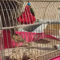 سره خاکی|پرنده|شهر ری, اقدسیه|دیوار