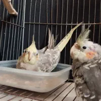 عروس هلندی دو ماهه