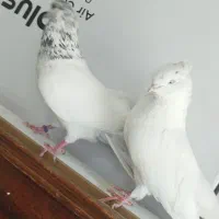 کبوتر دول قدیم