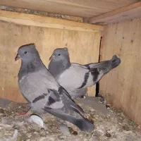 یک جفت سبز کلای پالخت عروسک بازی دار