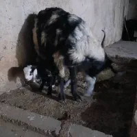 بز جفت یار|حیوانات مزرعه|اهواز, امانیه|دیوار