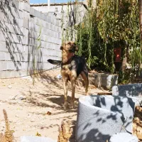 ژرمن ماده نگهبان|سگ|کیار, |دیوار