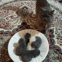 واگذاری گربه