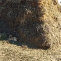 یونجه  خروار|خدمات باغبانی و درختکاری|دره رود, |دیوار