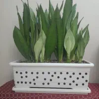 گیاه سانسوریا مهتابی
