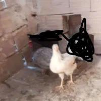 مرغو خروس و بوقلمون بیوتی 6 و غاز|حیوانات مزرعه|الوند, |دیوار