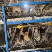 بلدرچین تخمگذار گوشتی