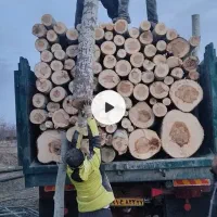 خرید چوب انواع چوب