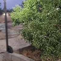 فروش باغ ۱۰۰۰ متری ارزان زیر قیمت واقع در آبپرده.|فروش خانه و ویلا|شیراز, کودیان|دیوار