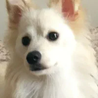 سگ اشپیتز ماده