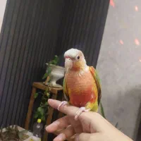 طوطی گریجیک  نر  سخنگو و دستی زیبا قشنگ