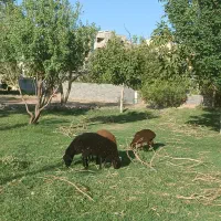 گوسفند نر وماده 6عدد