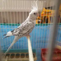 عروس هلندی ایزابلا اهلی|پرنده|باسمنج, |دیوار