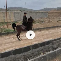 اسب|اسب و تجهیزات اسب‌سواری|لار, |دیوار