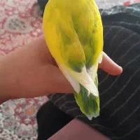 طوطی|پرنده|کرمان, |دیوار