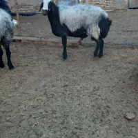 فروش میش و قوچ شال