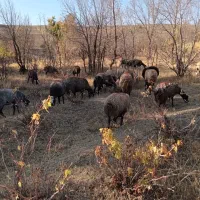 ضایعات ماکارونی برای استفاده دام