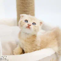 گربه اسکاتیش/بریتیش|گربه|تبریز, |دیوار