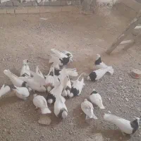 کبوتر طوقی فروشی