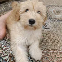 واگذاری سگ شیتزو ۵ماهه|سگ|رشت, علی آباد|دیوار