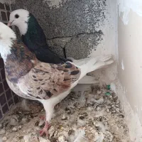 فروش جفت کبوتر