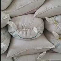 گندم بذر