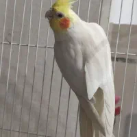 عروس هلندی جفت مولد دو جوجه ی دانخور|پرنده|شوش, |دیوار