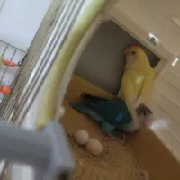 طوطی برزیلی